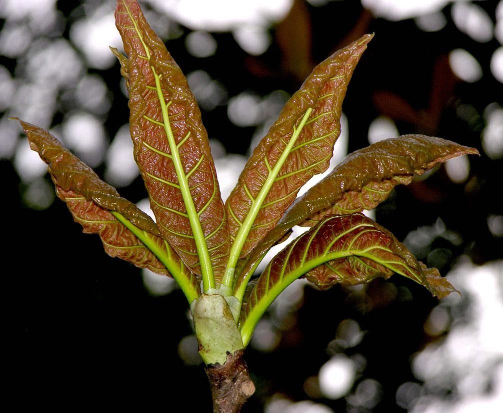 Coccoloba tuerckheimii other