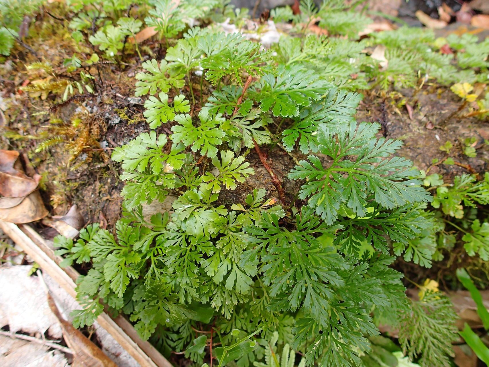 Davallia pusilla — search result for 'Davallia'