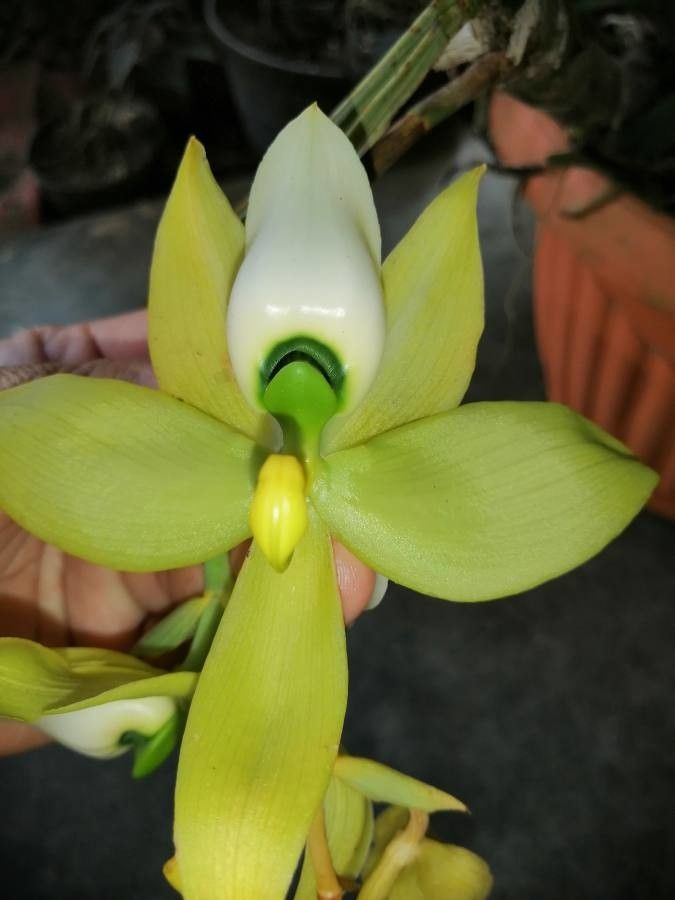 Cycnoches warszewiczii — houseplant care guide