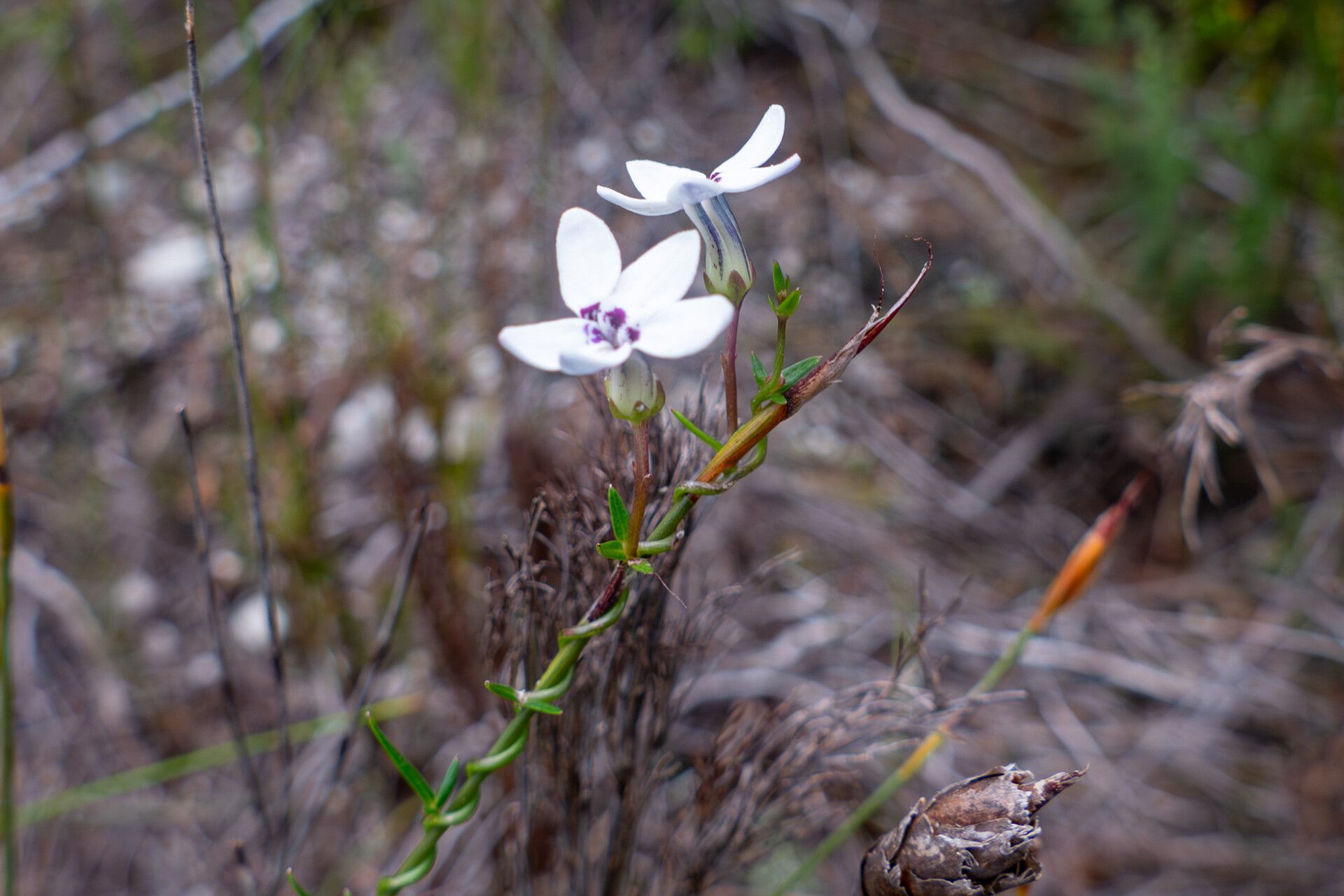 Ayenia latipetala — houseplant care guide