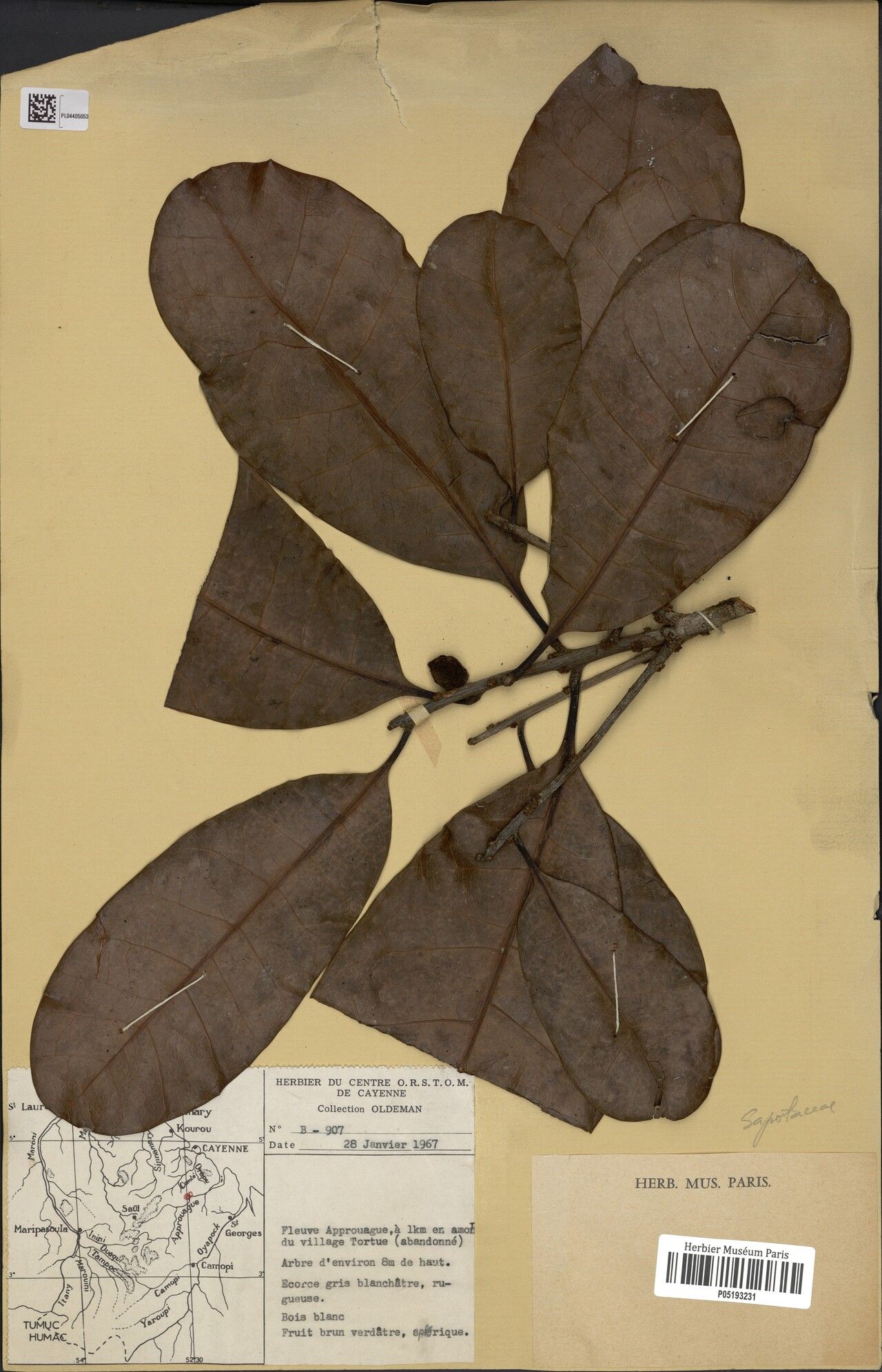 Pouteria williamii fruit