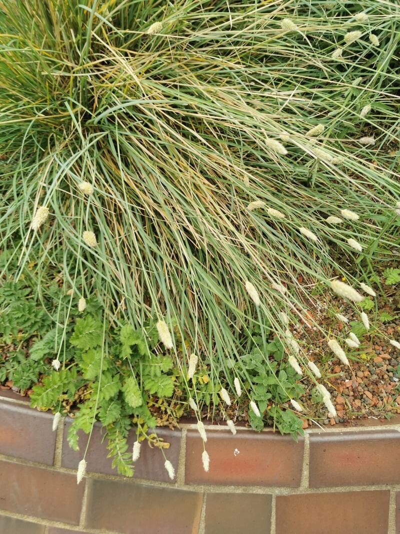 Sesleria nitida — houseplant care guide