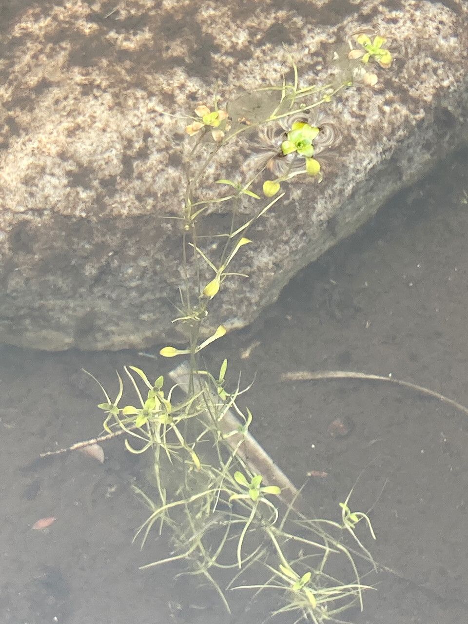 Callitriche nubigena habit