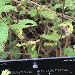 Mentha aquatica