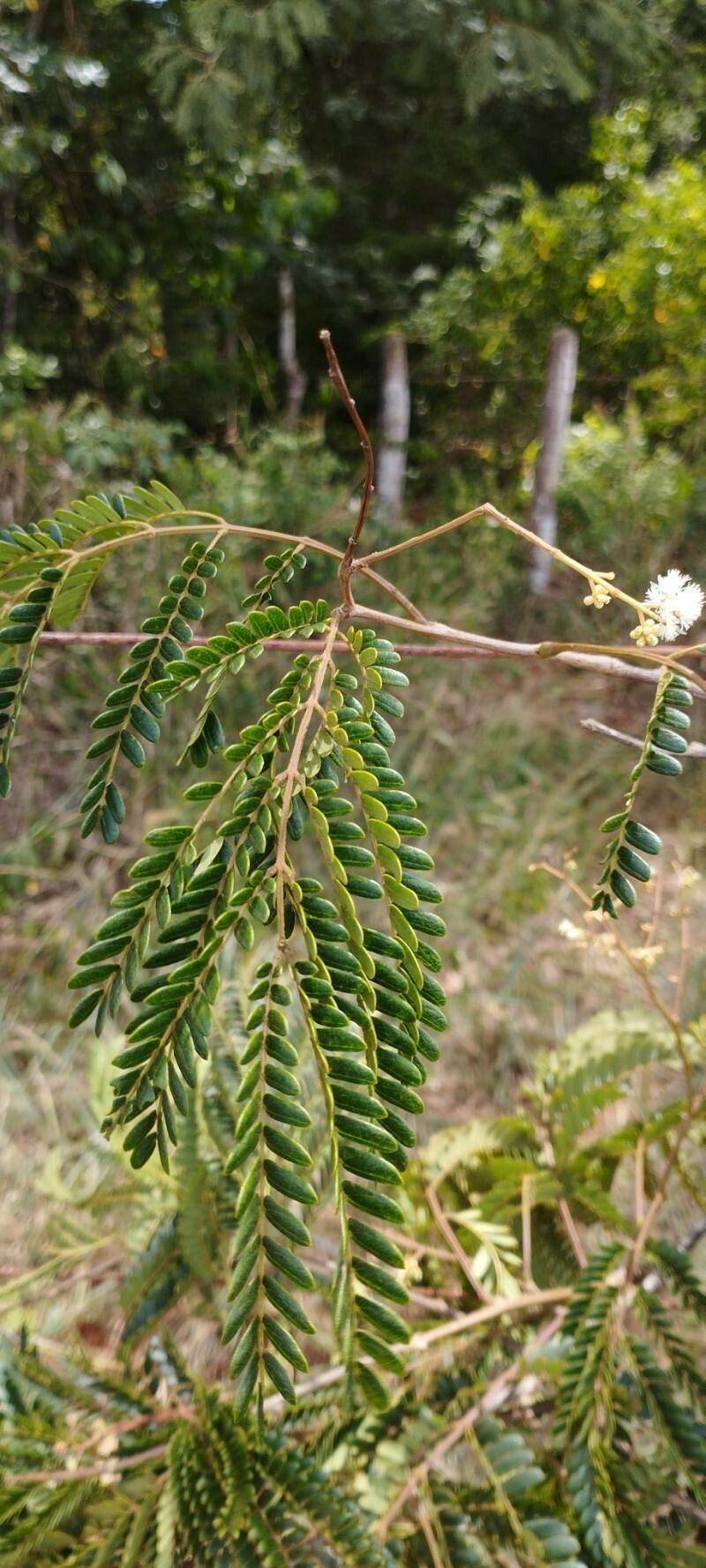 Senegalia polyphylla — houseplant care guide