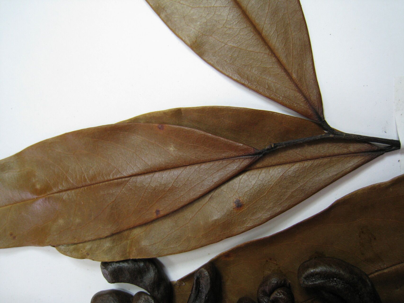 Xylopia cayennensis other