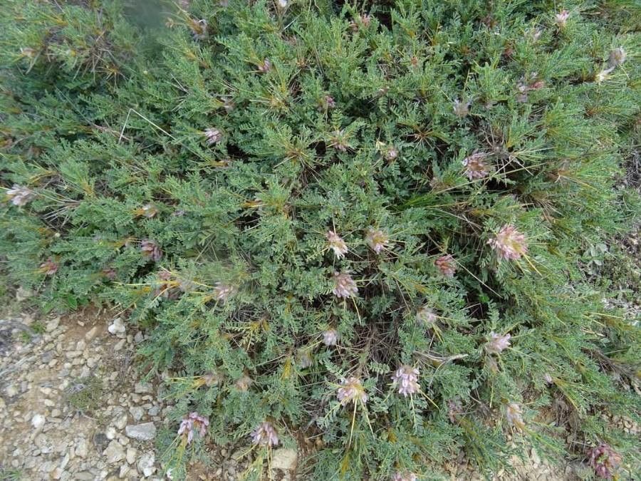 Astragalus angustifolius — houseplant care guide