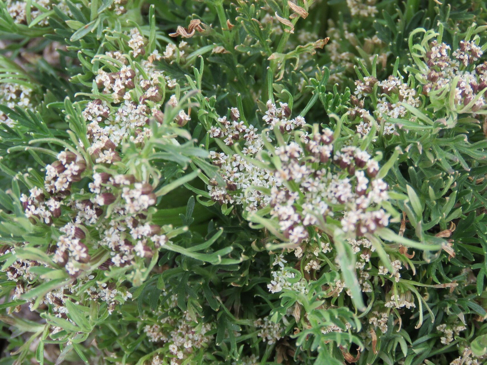Daucus sahariensis leaf