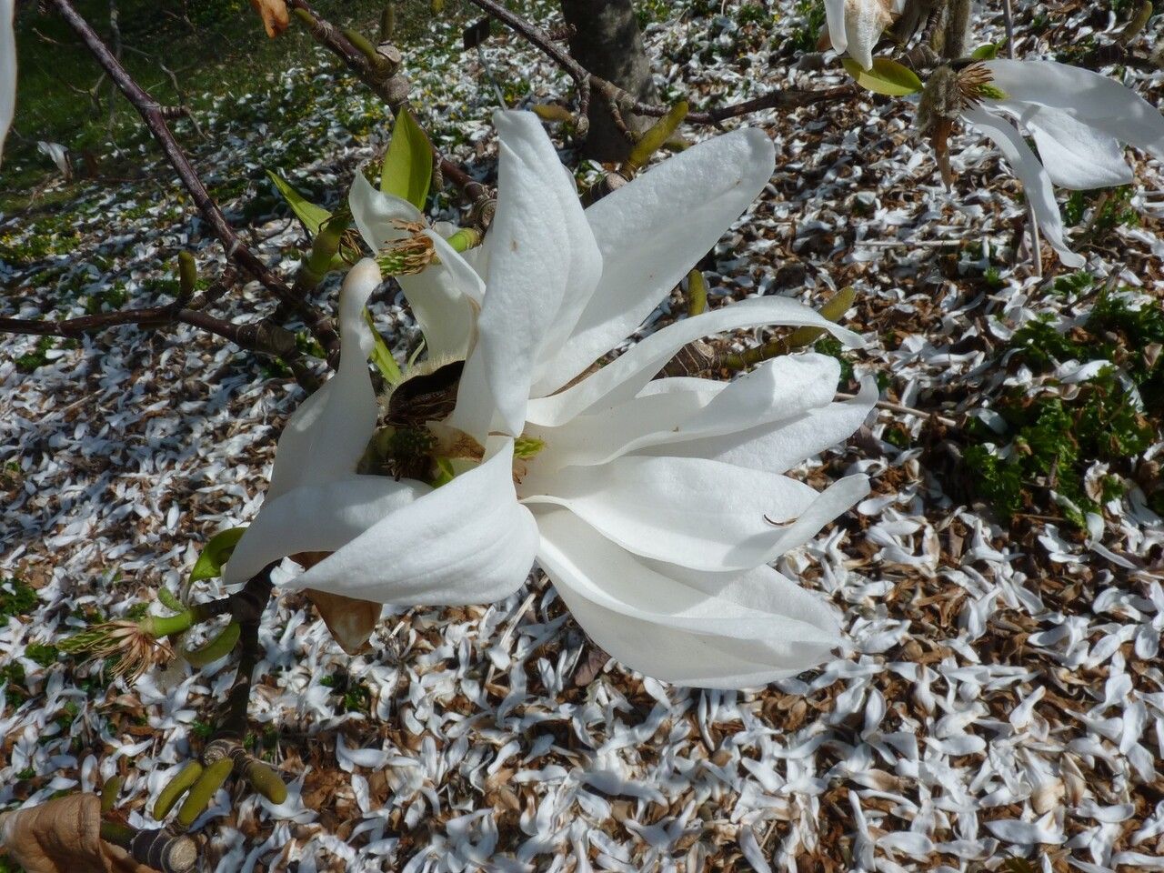Magnolia salicifolia flower
