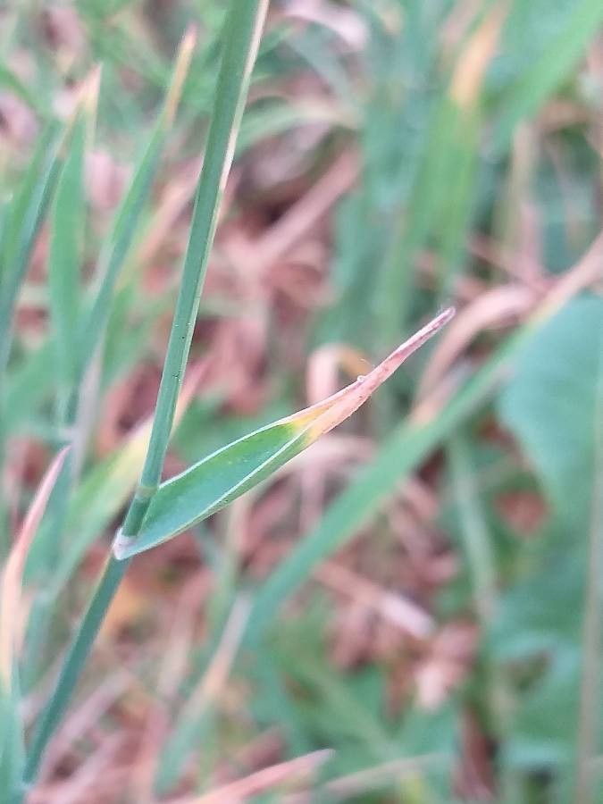 Holcus mollis — related species from the same genus