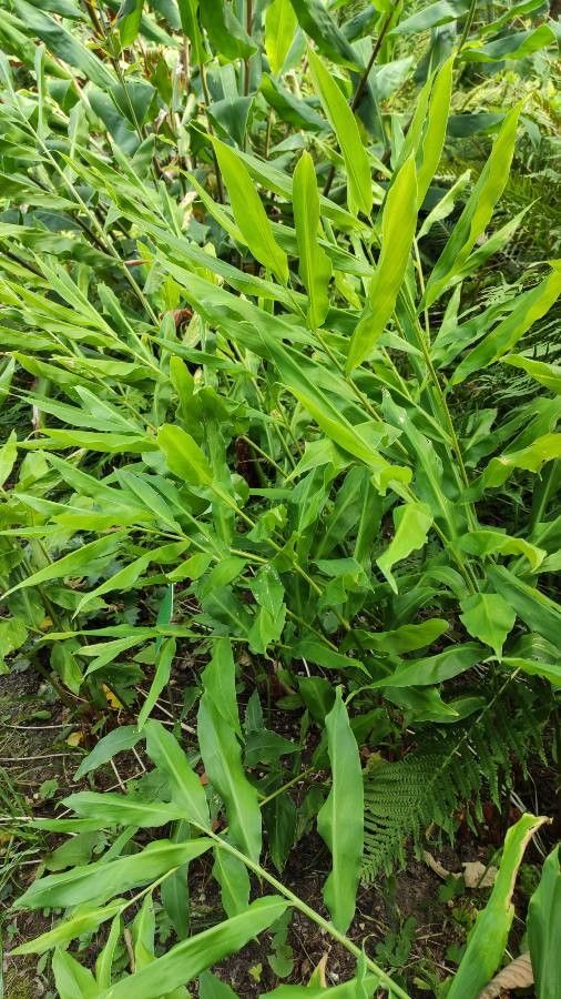 Zingiber mioga habit