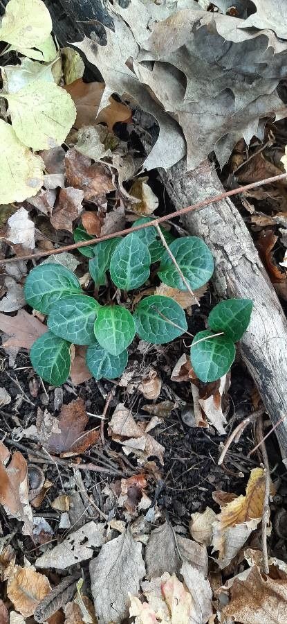 Pyrola picta — search result for 'western Canada'