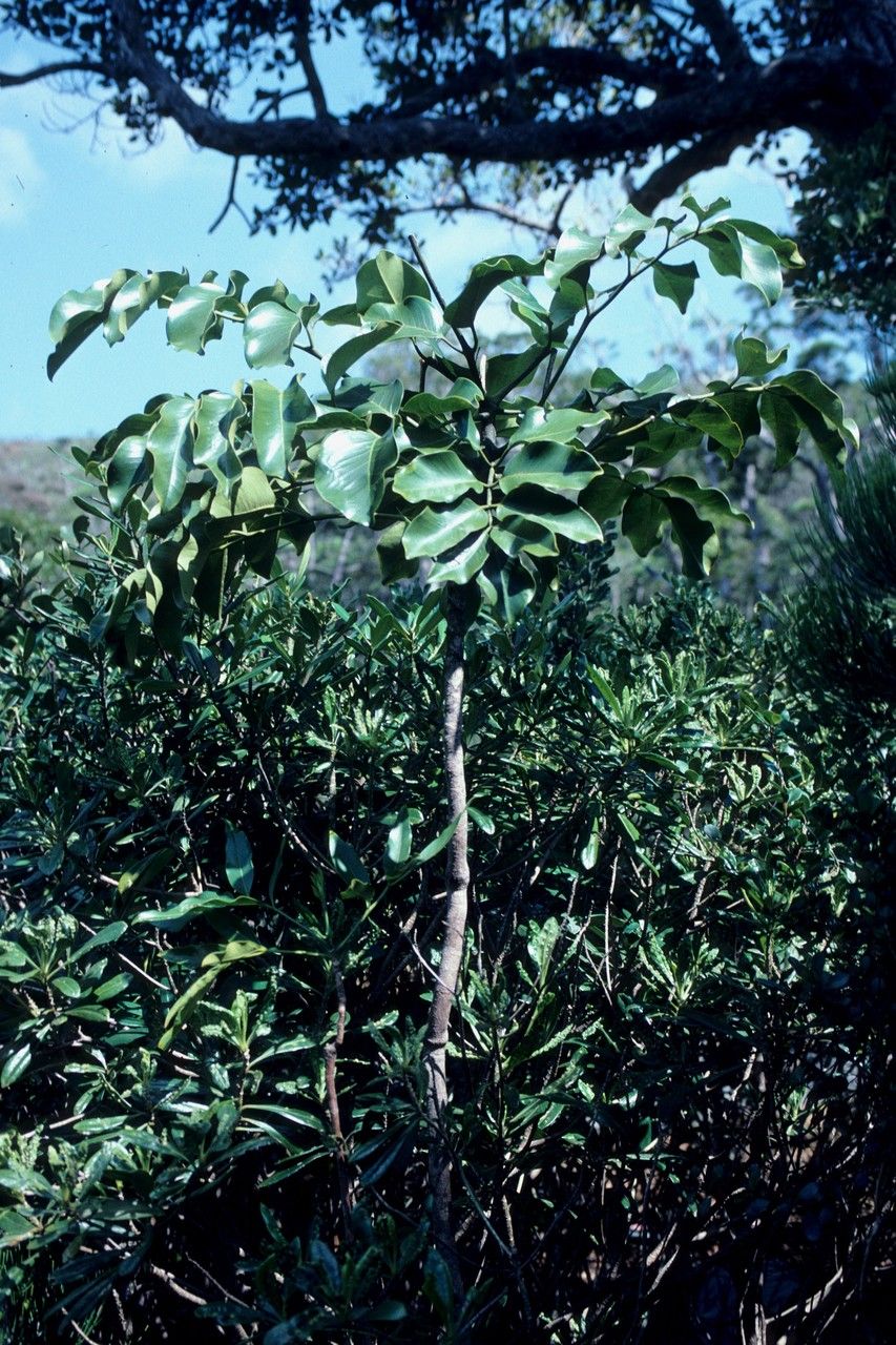 Polyscias mackeei — search result for 'Polyscias'