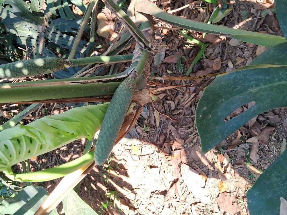 Thaumatophyllum bipinnatifidum fruit