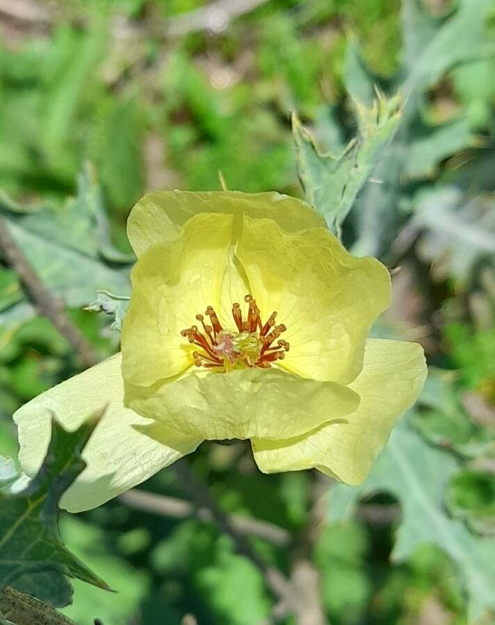 Argemone subfusiformis flower