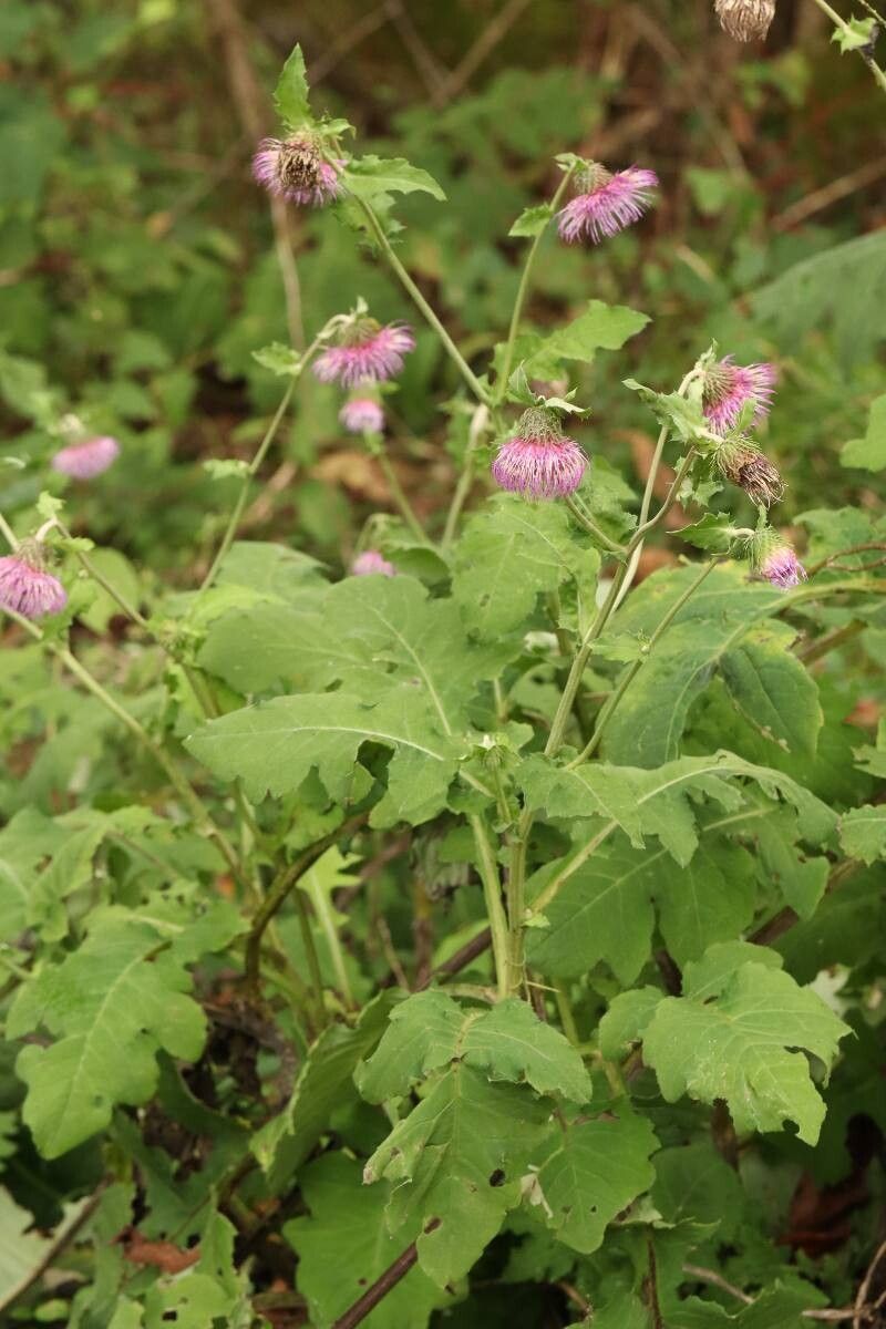 Cirsium yezoense flower
