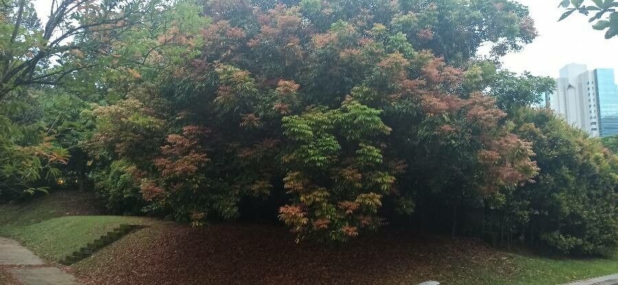 Amesiodendron chinense — search result for 'Laos'