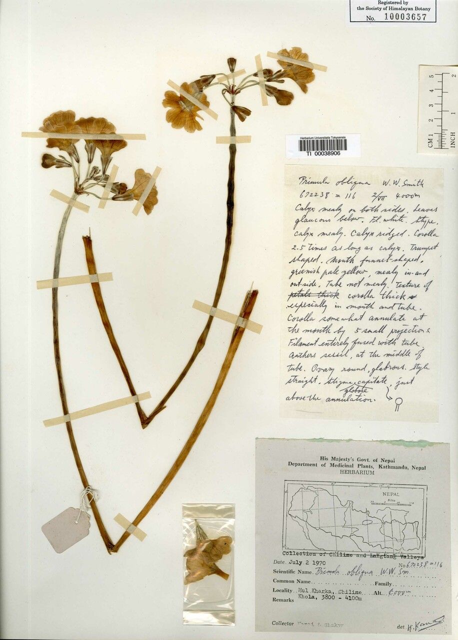 Primula obliqua other