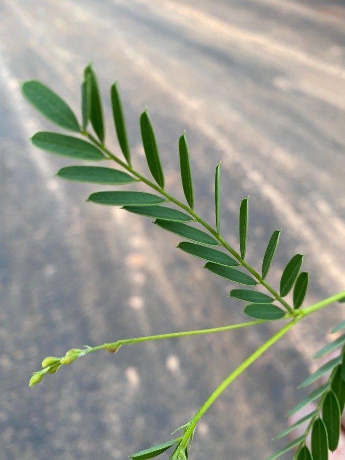 Sesbania vesicaria — search result for 'Sesbania'