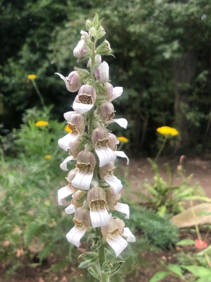 Digitalis lanata flower