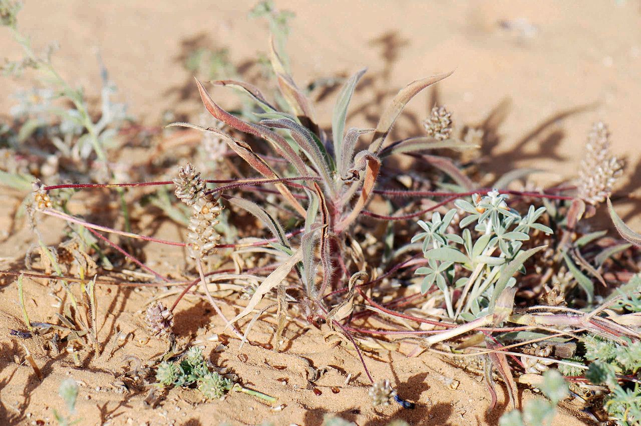 Plantago amplexicaulis bark