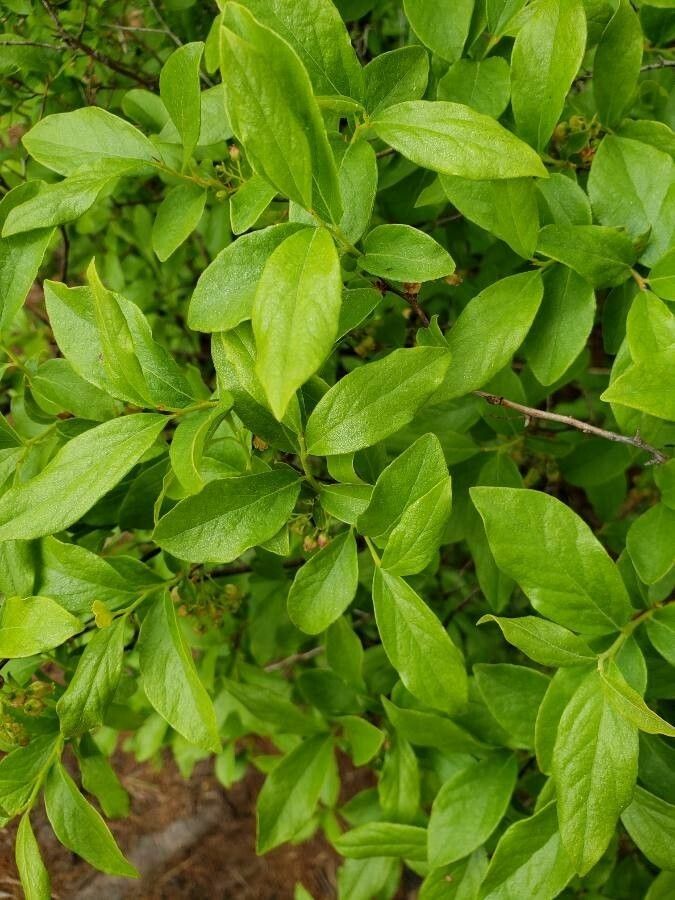 Vaccinium pallidum — search result for 'Georgia'