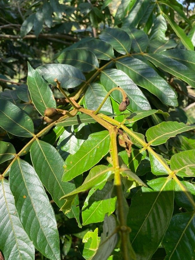 Inga sessilis — search result for 'Inga'