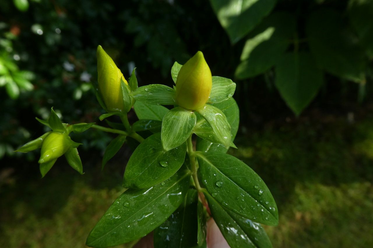 Hypericum acmosepalum flower