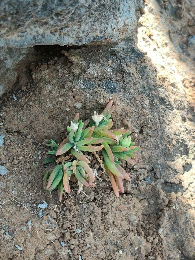 Delosperma napiforme — houseplant care guide