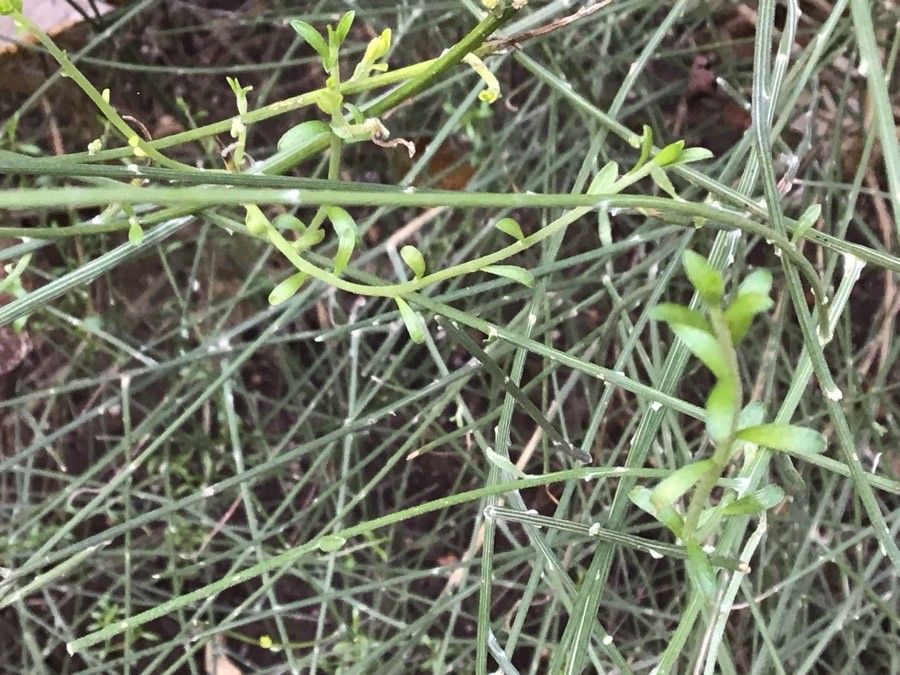 Genista spartioides — search result for 'Genista'
