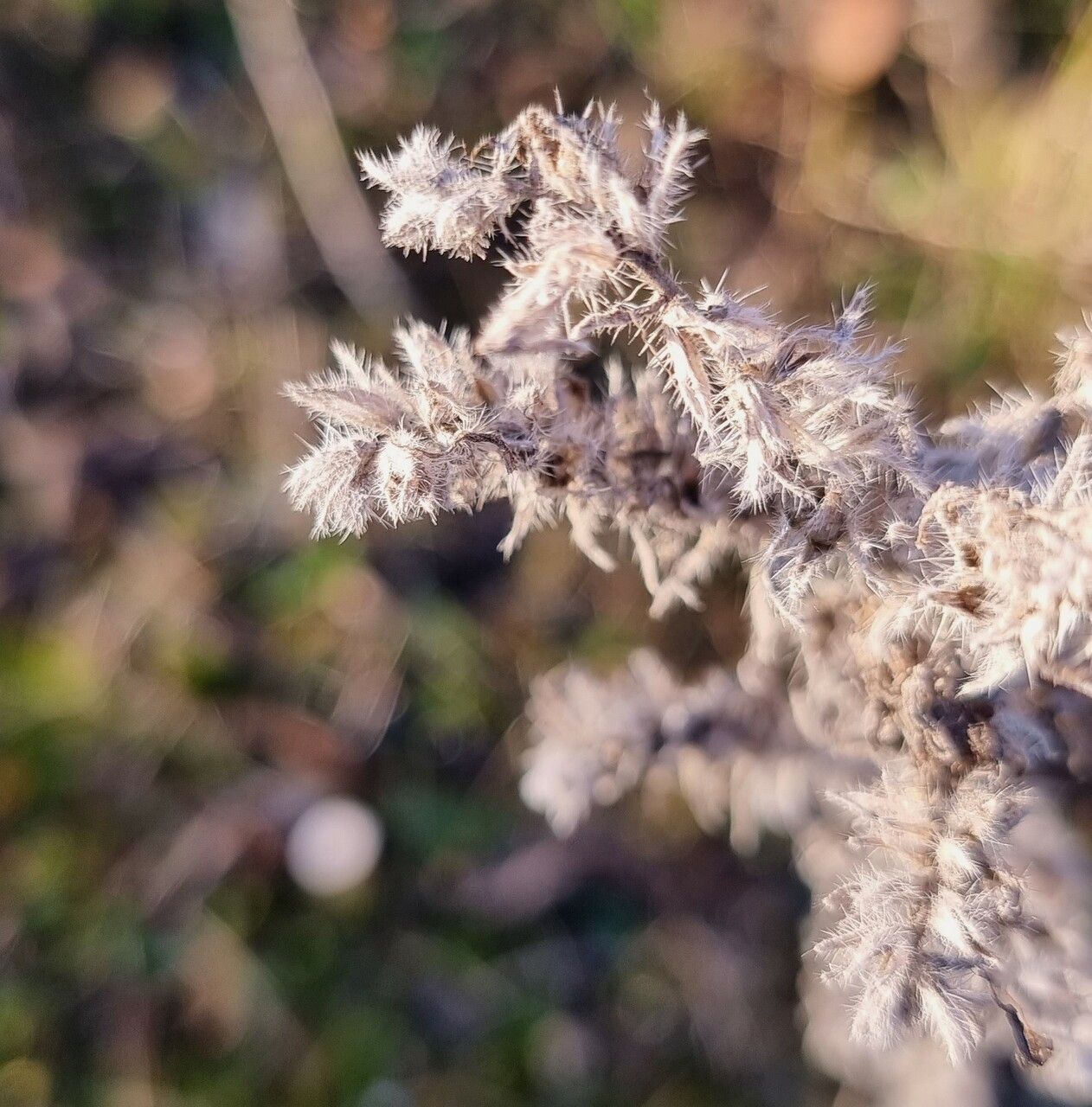 Echium italicum fruit