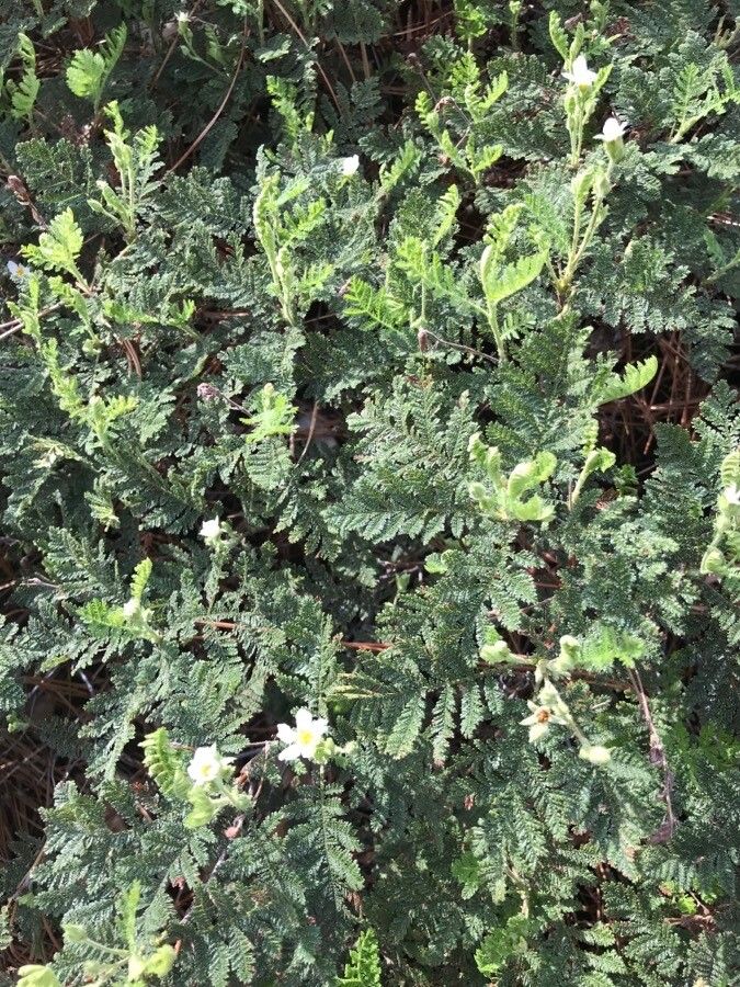 Chamaebatia foliolosa leaf