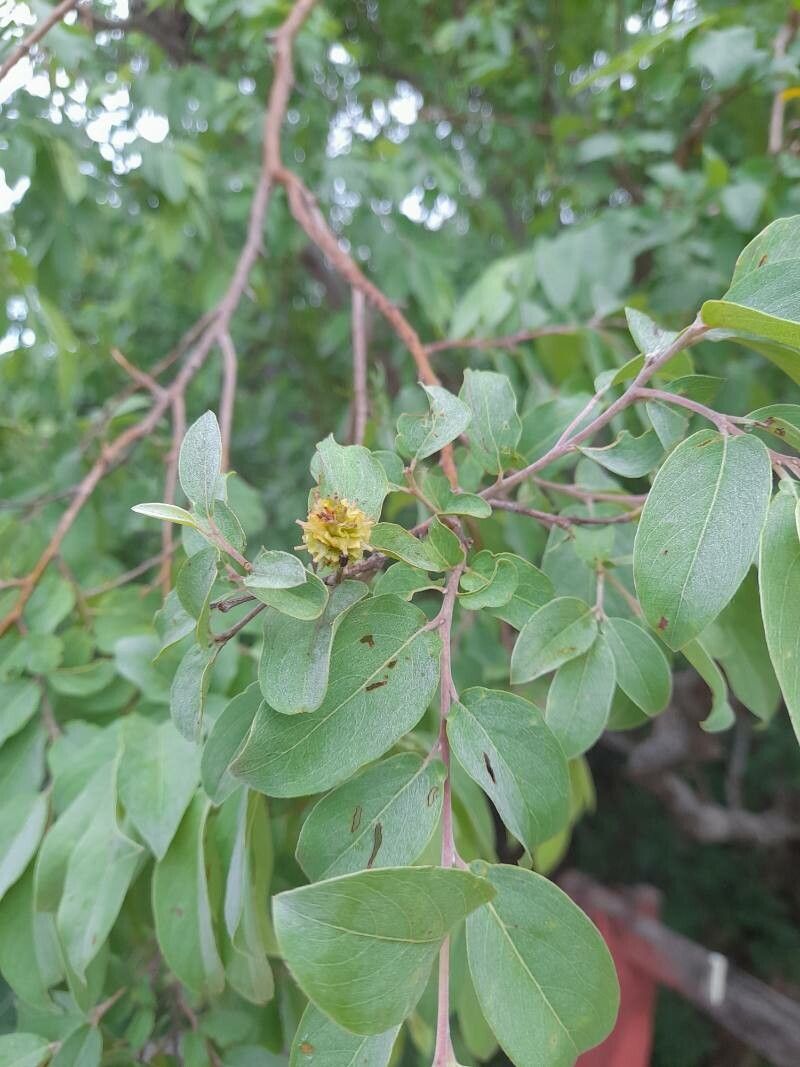 Terminalia leiocarpa flower