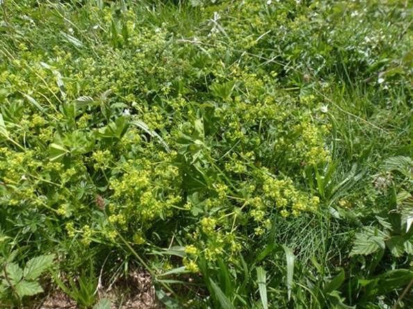 Alchemilla strigosula habit