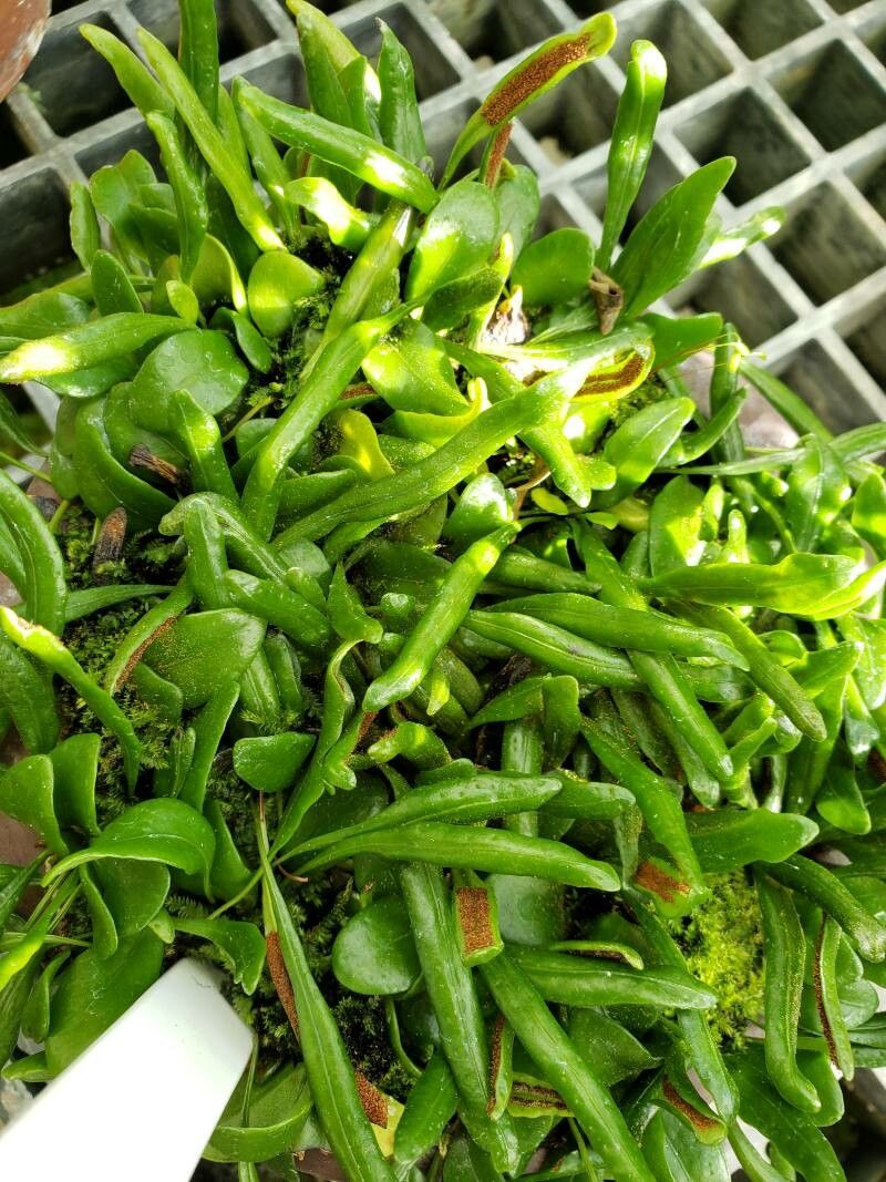 Drymoglossum microphyllum — houseplant care guide