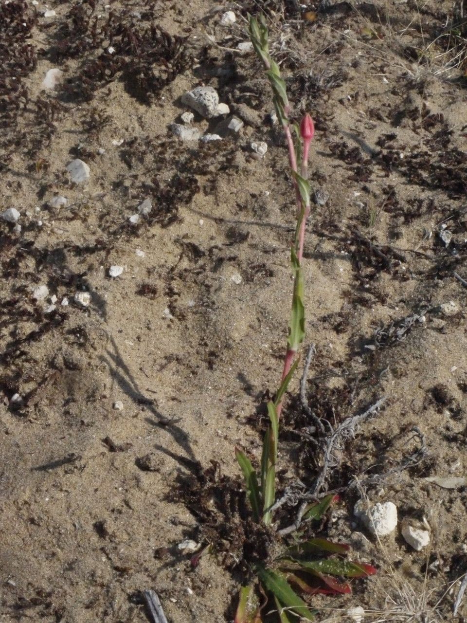 Oenothera parodiana — search result for 'Oenothera'