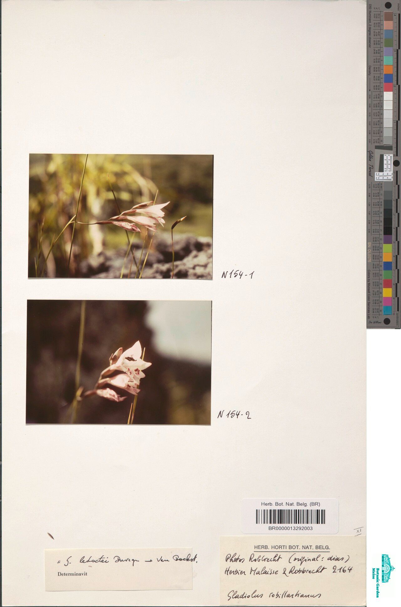 Gladiolus robiliartianus — houseplant care guide