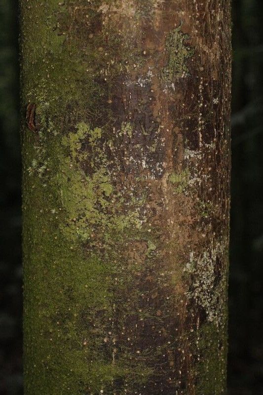 Licania majuscula — houseplant care guide