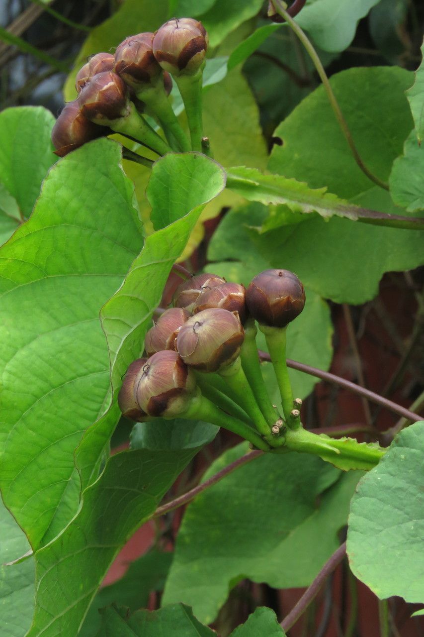 Merremia umbellata fruit