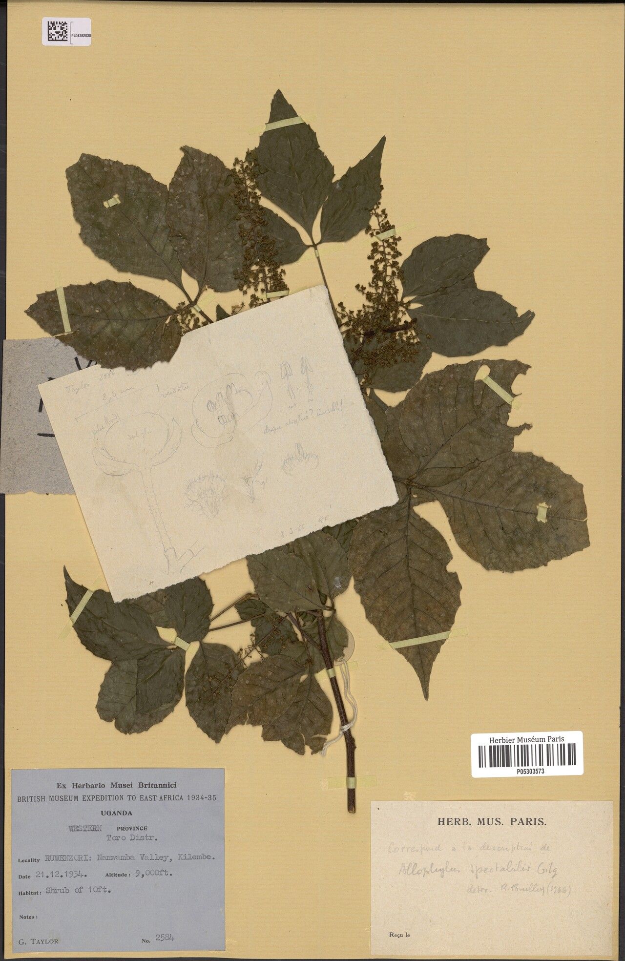 Allophylus spectabilis — houseplant care guide