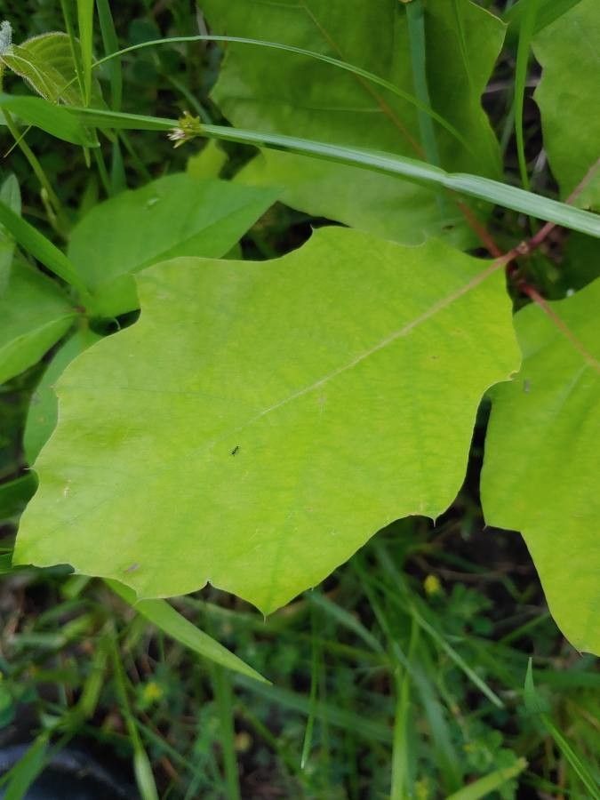 Quercus gravesii leaf