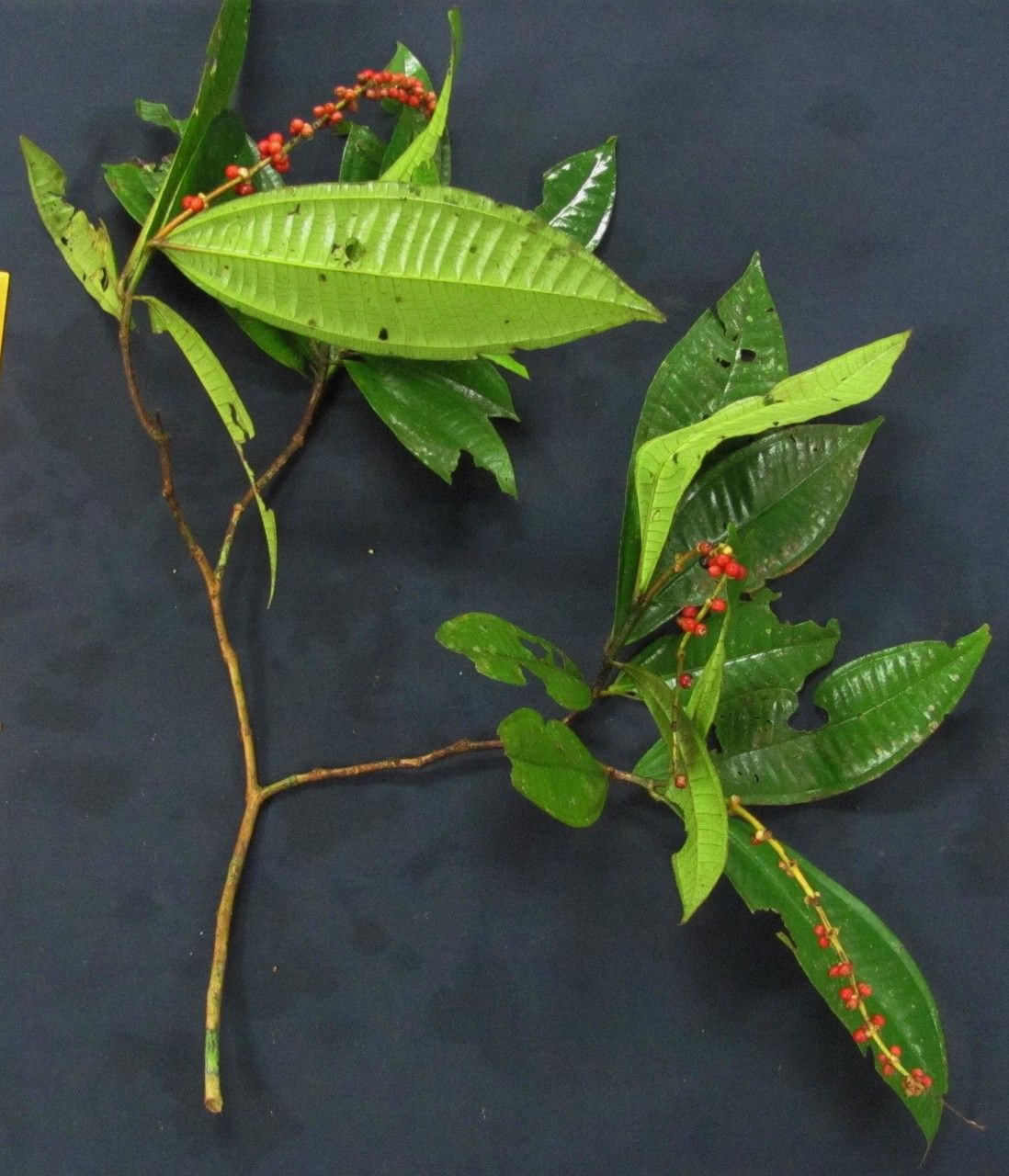 Miconia triplinervis other