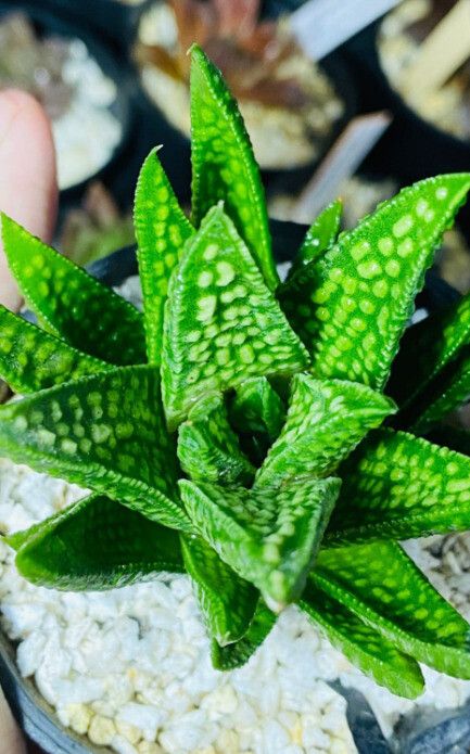 Haworthiopsis scabra leaf