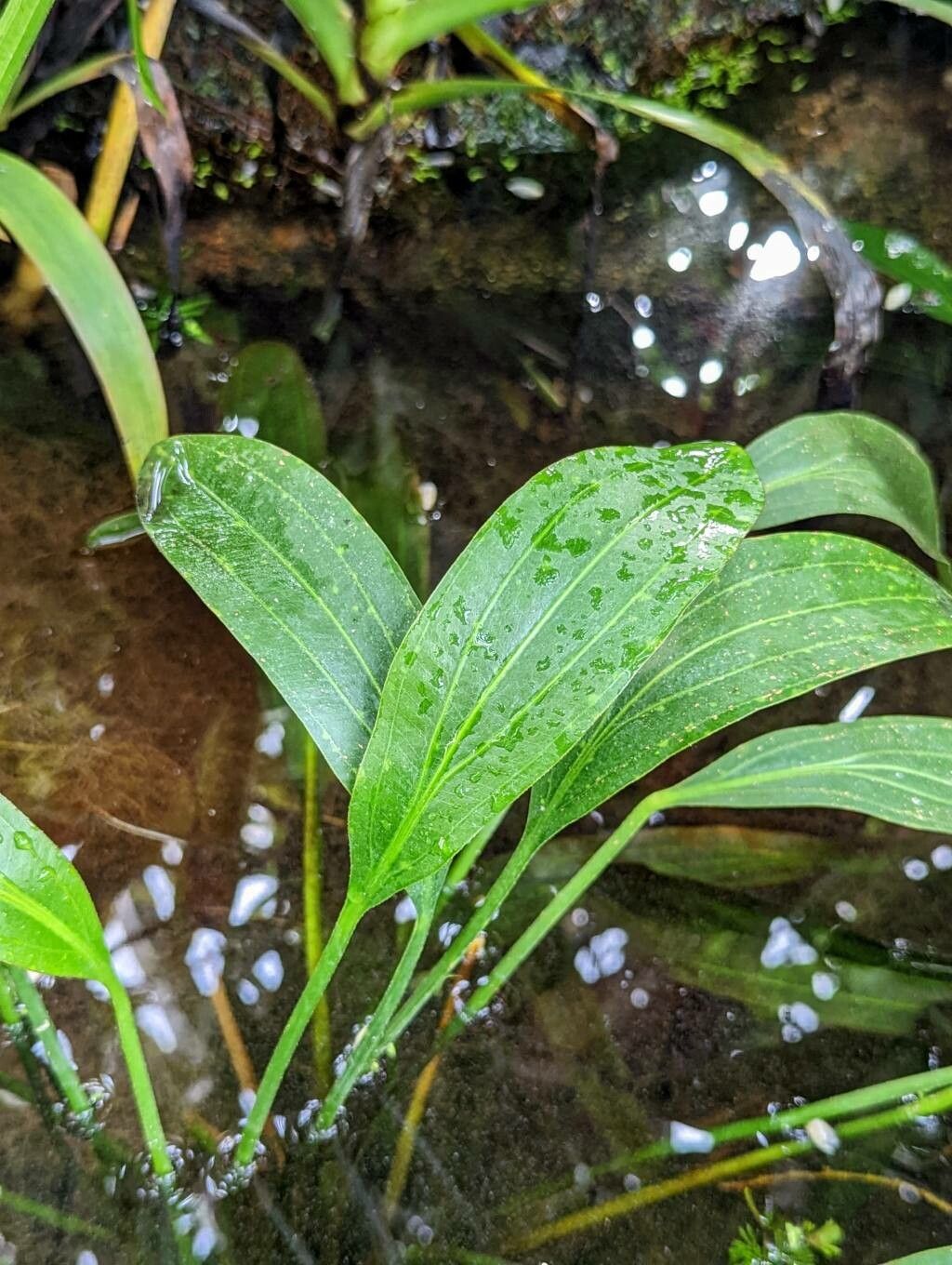 Aquarius uruguayensis leaf
