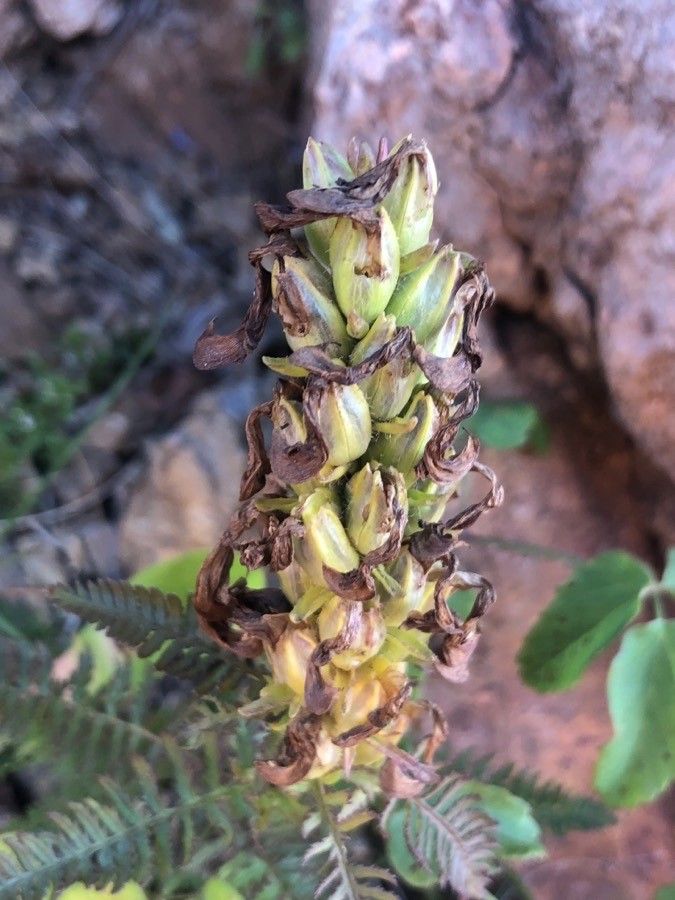 Pedicularis verticillata fruit