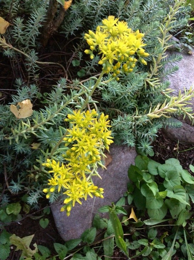 Sedum rupestre flower