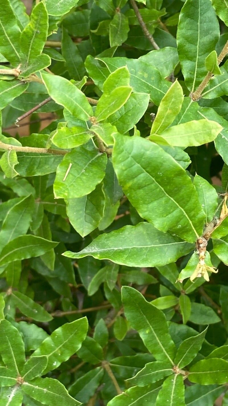 Aextoxicon punctatum — search result for 'Chile'