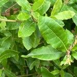 Aextoxicon punctatum