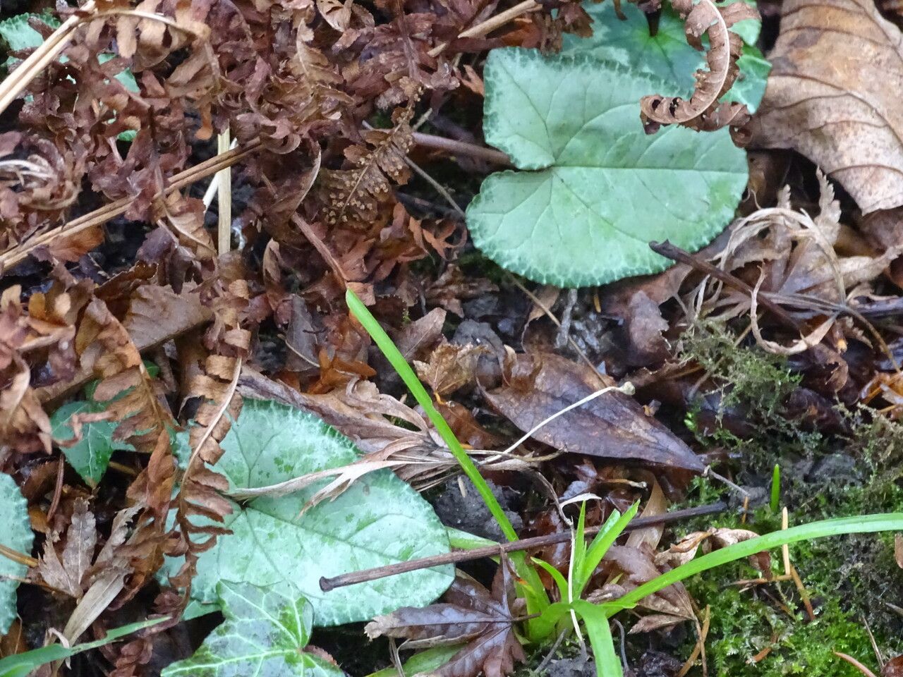 Cyclamen alpinum leaf