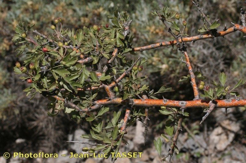 Crataegus granatensis other